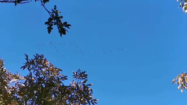 Vonuló darvak a főváros fölött