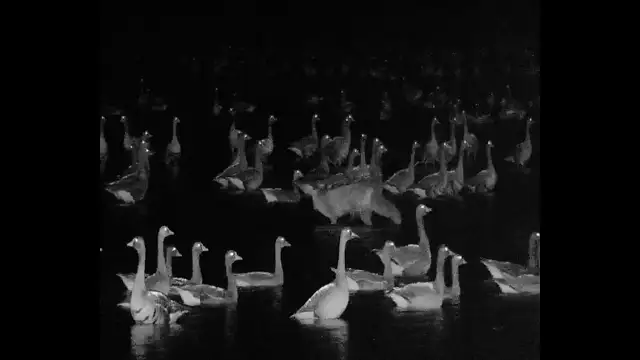 Vuk és a vadludak találkozása a Tatai-tavon