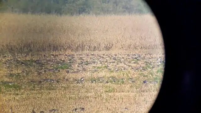 Hova repülnek reggelente az Öreg-tóról a vadludak?