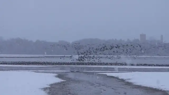 Vadludak kihúzása a hóesésben