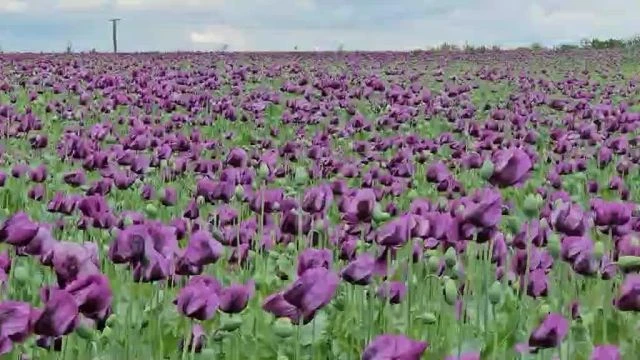 Mákvirágok tánca a szélben