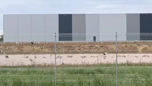 Gyülekeznek a gólyák