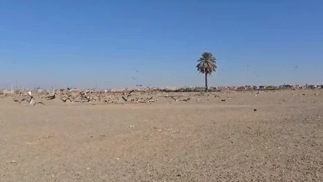 Marokkóban telelnek a gólyá(in)k